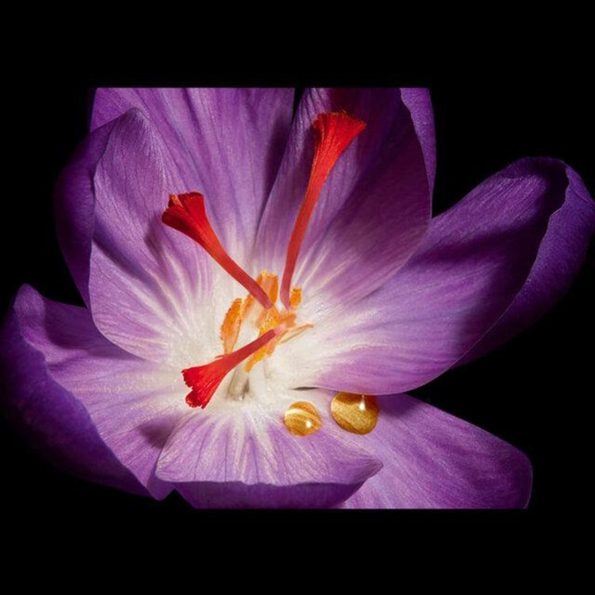 YSL OR ROUGE LA LOTION - Bloom Shine