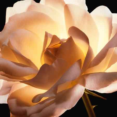 Dior Prestige Le Micro Fluide Teint De Rose-Shade 0N-2N - Bloom Shine