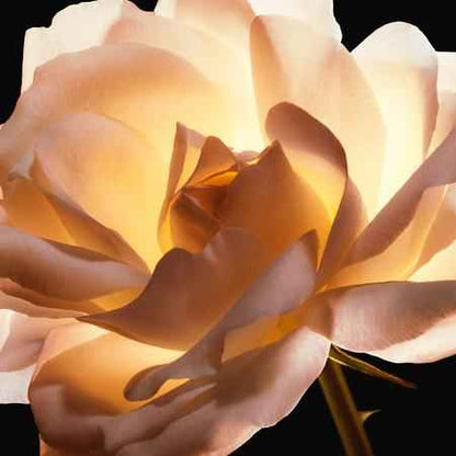 Dior Prestige Le Micro Fluide Teint De Rose-Shade 0N-2N - Bloom Shine