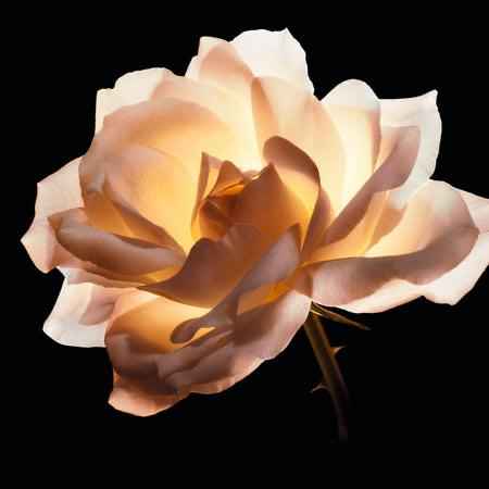 Dior Prestage Le Cushion Teint De Rose - Shade - Bloom Shine
